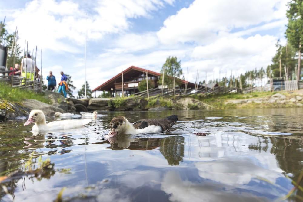 Trolltun & Dombås